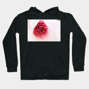 Delicate magnolia flower closeup Hoodie